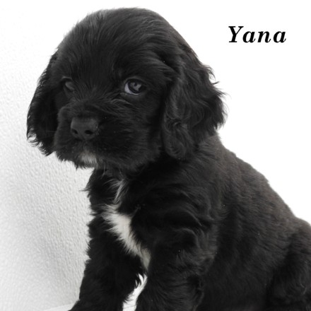 puppy, for, sale, Cocker Spaniel, Joe & Cherri  Overlease, dog, breeder, Miller, MO, dog-breeder, puppy-for-sale, forsale, nearby, find, puppyfind, locator, puppylocator, aca